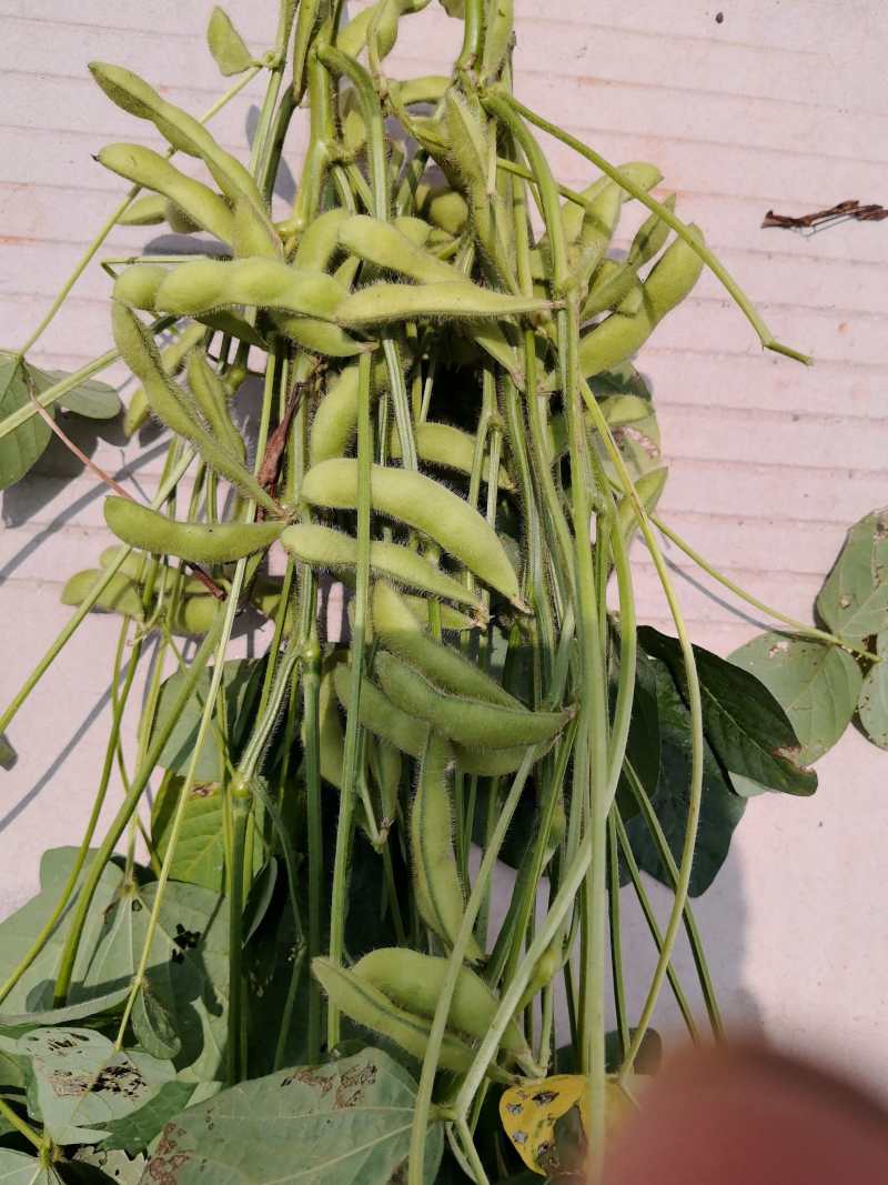 大量出售毛豆有90多亩