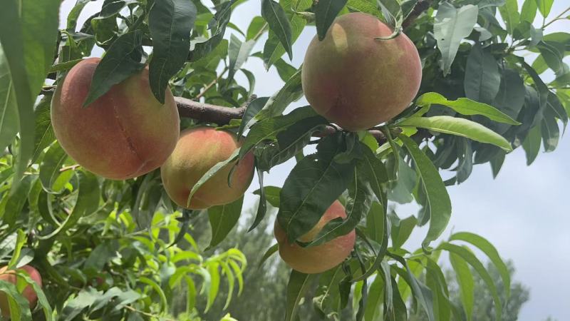 绿化九桃，不套袋，新鲜现摘现发大量供应品质保证