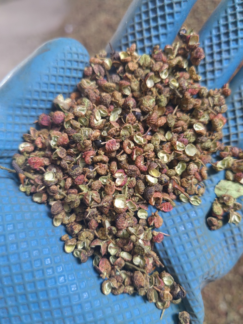 山东花椒