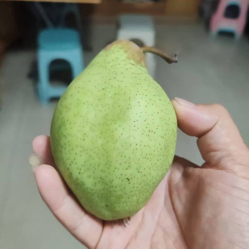 【精品】河北贵妃梨大量现货质量好量大价格可便宜