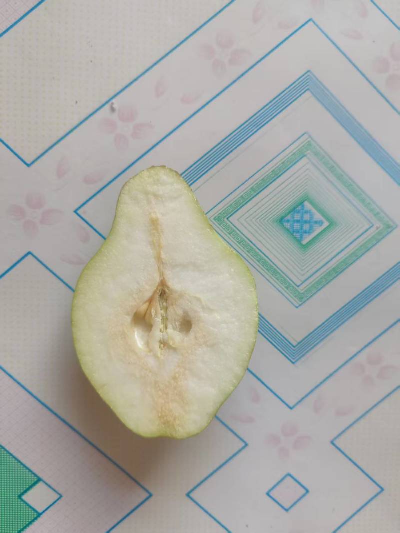 【精品】河北贵妃梨大量现货质量好量大价格可便宜