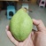 【精品】河北贵妃梨大量现货质量好量大价格可便宜