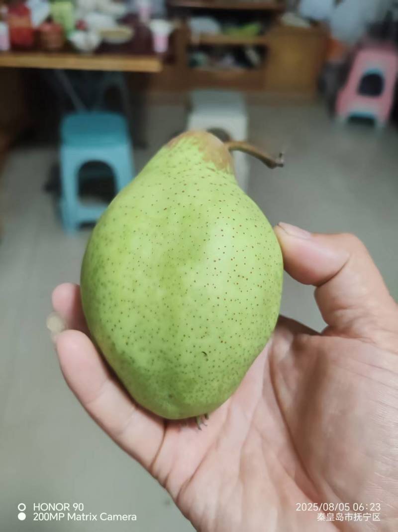 【精品】河北贵妃梨大量现货质量好量大价格可便宜