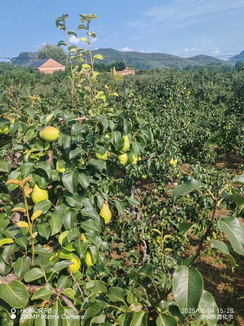 【精品】河北贵妃梨大量现货质量好量大价格可便宜