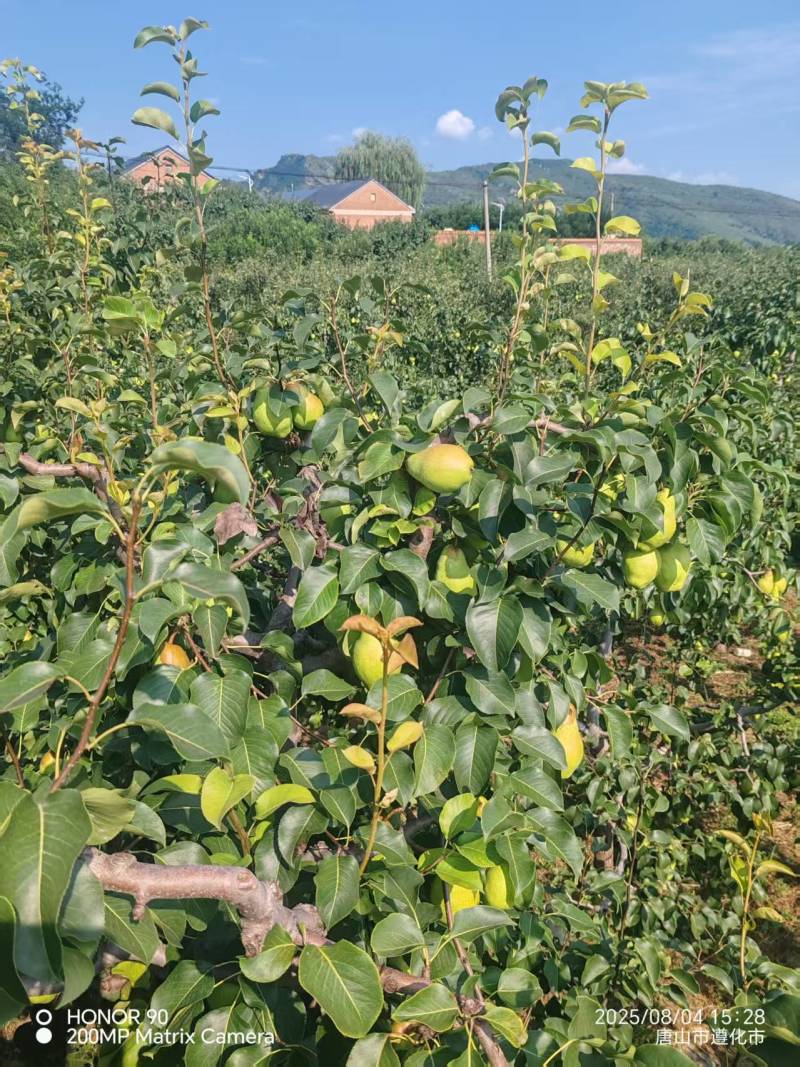 【精品】河北贵妃梨大量现货质量好量大价格可便宜