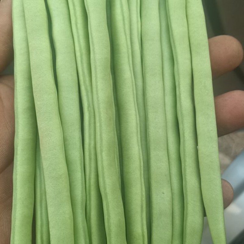 云南小金豆四季豆一手货源产地直发对接市场电商欢迎☎️
