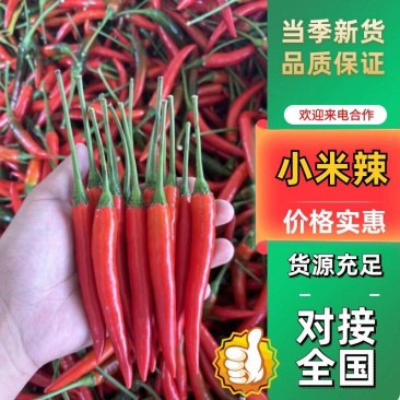 河南精品小米椒辣椒大量上市中,产地直销可视频看货协助找车