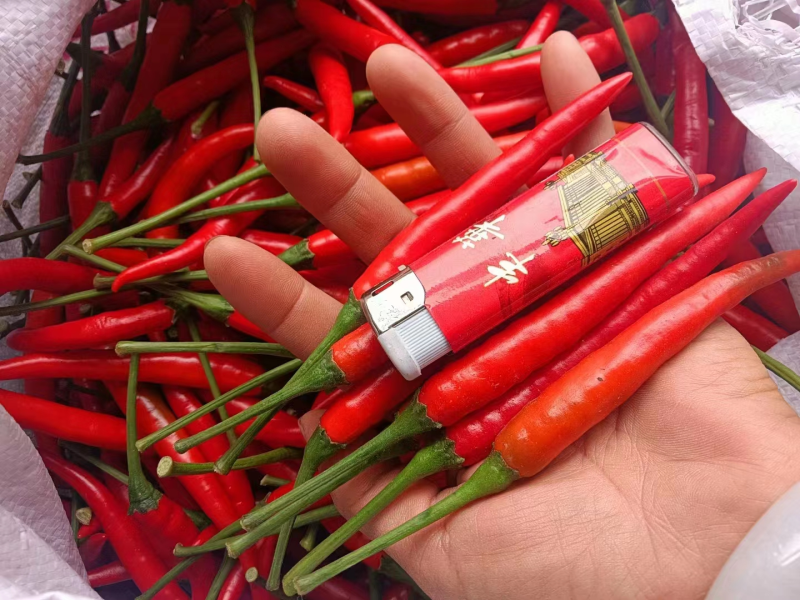 河南精品小米椒辣椒大量上市中，产地直销可视频看货协助找车
