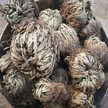 正宗卷柏中药材不死草复活草