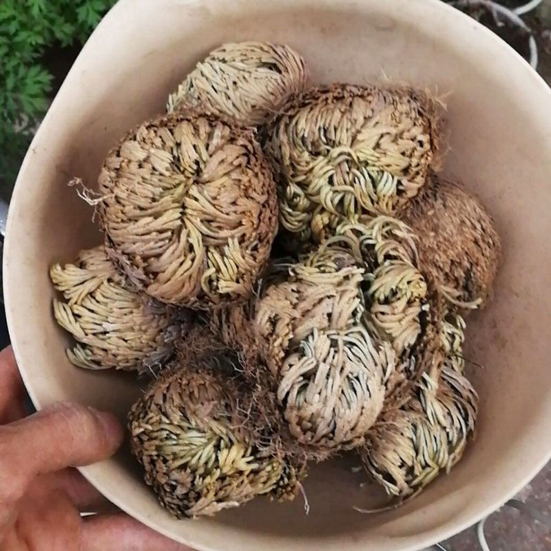 正宗卷柏中药材不死草复活草