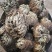 正宗卷柏中药材不死草复活草