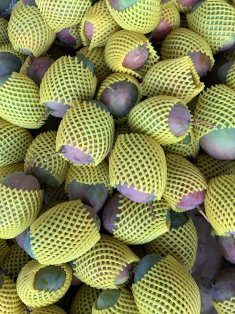 芒果