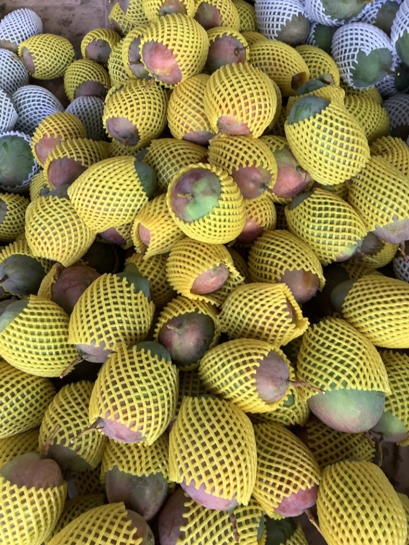 芒果