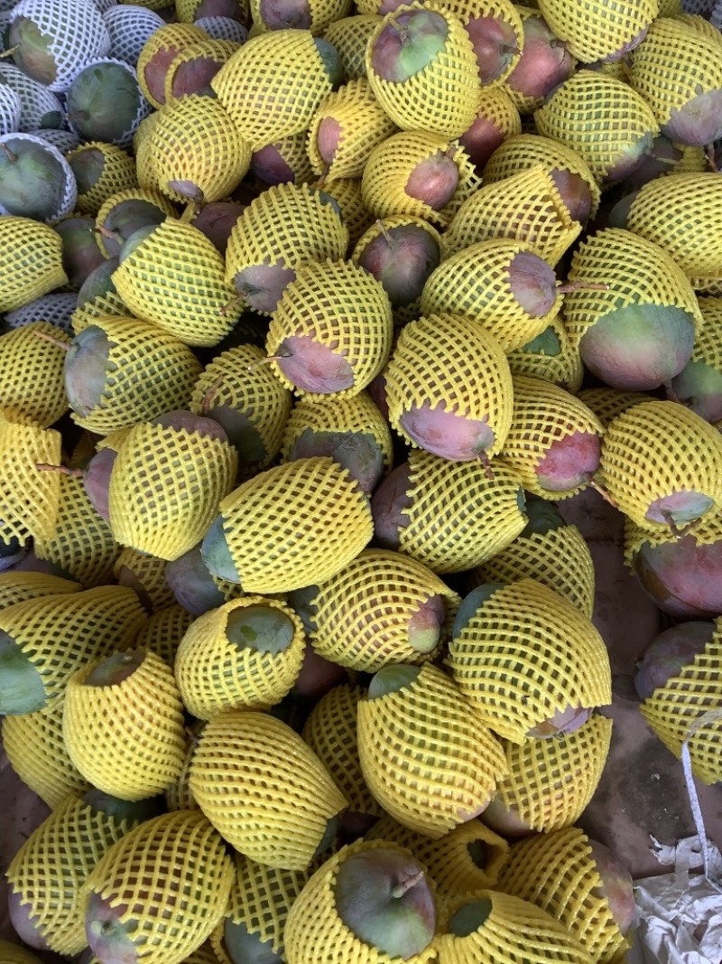 芒果
