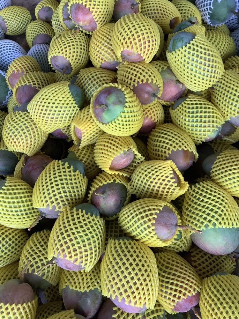 芒果