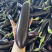 茄子黑长茄山西产区直发保质保量供货