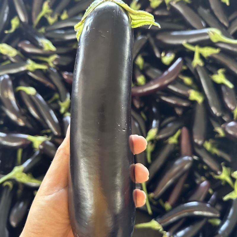 茄子黑长茄山西产区直发保质保量供货