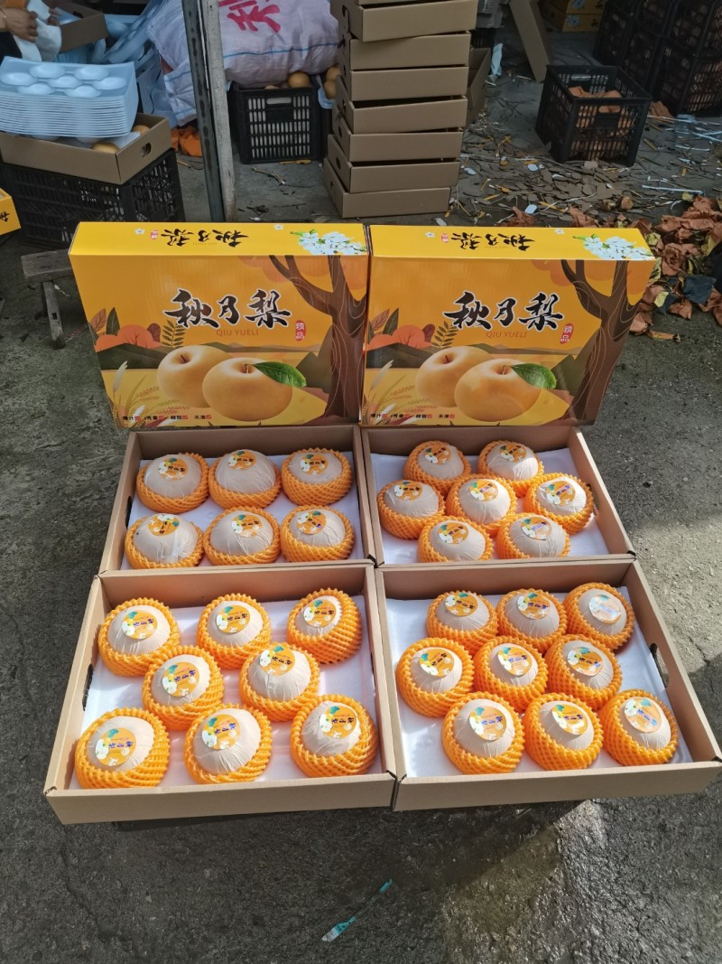 秋月梨自然成熟8月25日开园商超电商礼品盒加工代发
