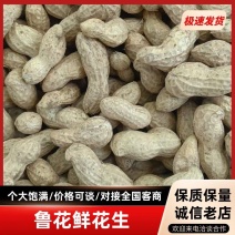 开封百日红花生鲁花花生鲜货，产地直供，价格随行就市鲜花生