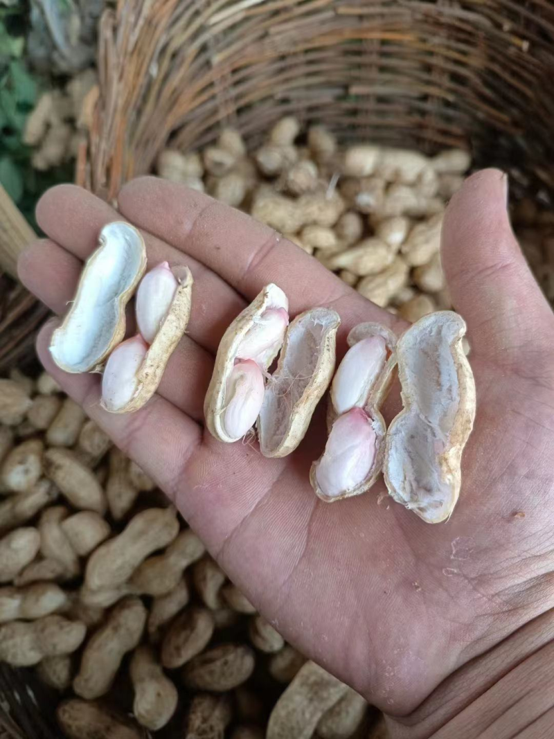 开封百日红花生鲁花花生鲜货，产地直供，价格随行就市鲜花生