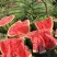 《有籽甜王西瓜》东北甜王西瓜/产地货源/质量三包代发