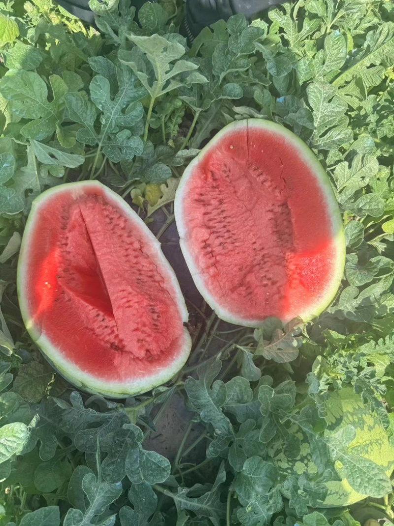 《有籽甜王西瓜》东北甜王西瓜/产地货源/质量三包代发