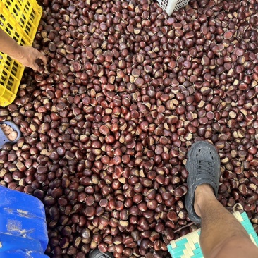 板栗