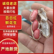 开封鲜花生大量上市，百日红花生，鲁花花生，产地直发