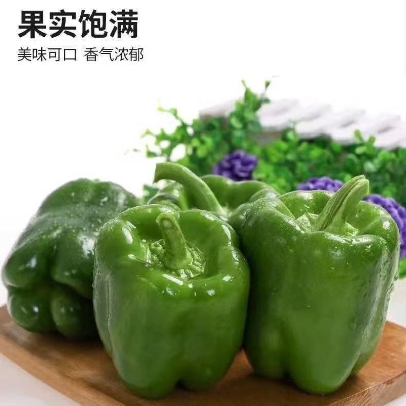 山西大同产区太空椒，产地直发，量大从优合作共赢