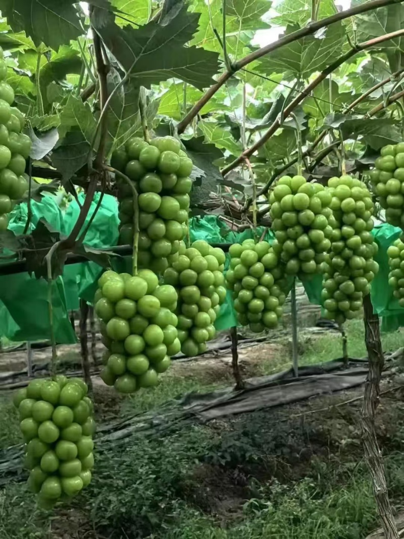 陕西阳光玫瑰&陕西葡萄大量供应口感甜含糖高全国发货