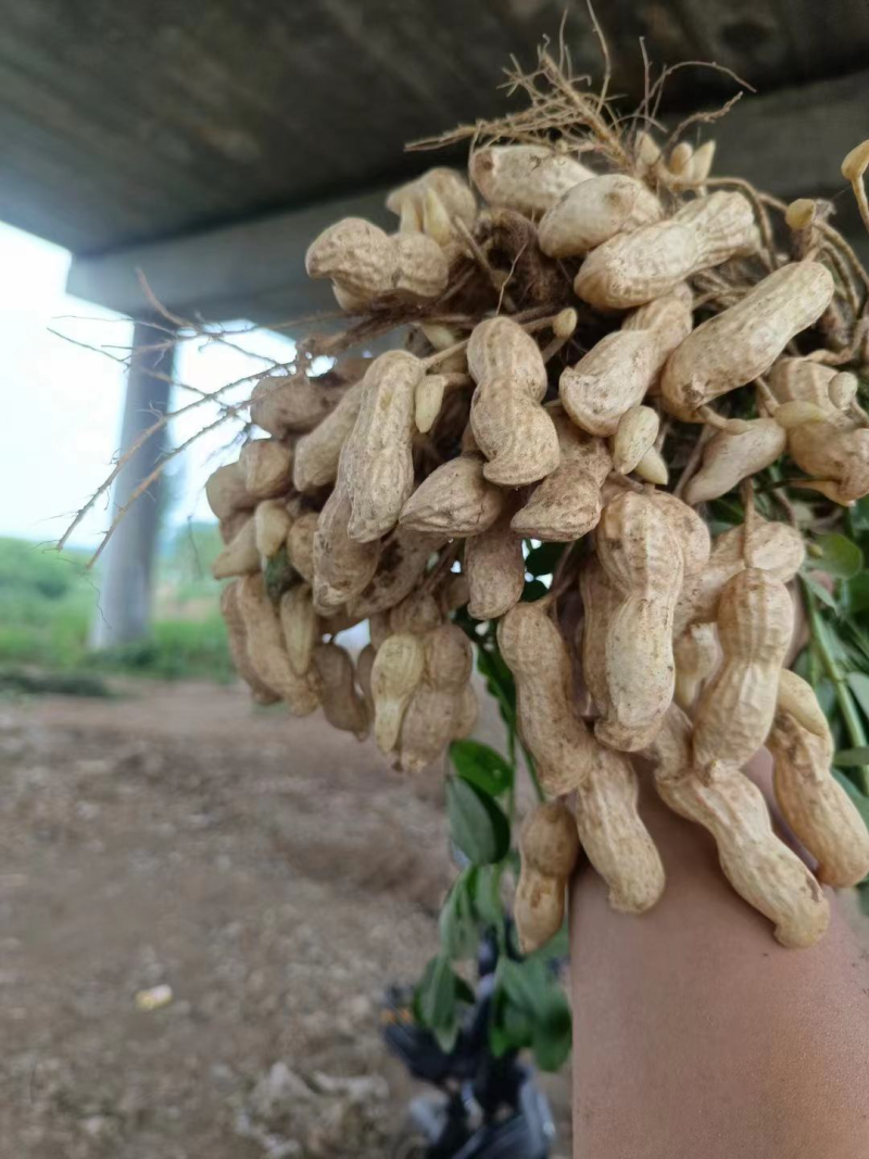 开封鲜花生大量上市，百日红花生，鲁花花生，产地直发