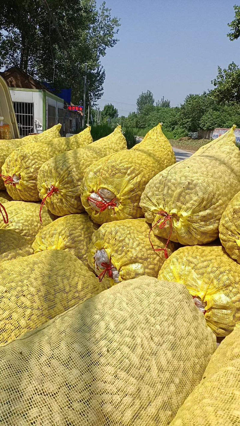 开封鲜花生大量上市，百日红花生，鲁花花生，产地直发