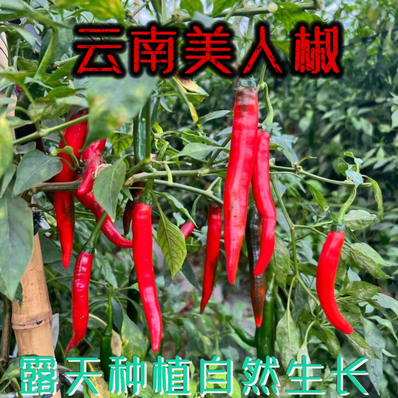 《美人椒》海花红/产地直发/大量上市/供应电商，市场商超