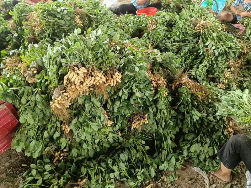 开封鲜花生大量上市，百日红花生，鲁花花生，产地直发