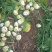 水洗芥菜头芥菜疙瘩日本光头芥菜无烂果无黑心无虫对接咸菜厂