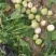【价格真实】芥菜疙瘩叶芥菜芥菜头袋装散装规格齐全欢来电