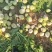 【价格真实】芥菜疙瘩叶芥菜芥菜头袋装散装规格齐全欢来电