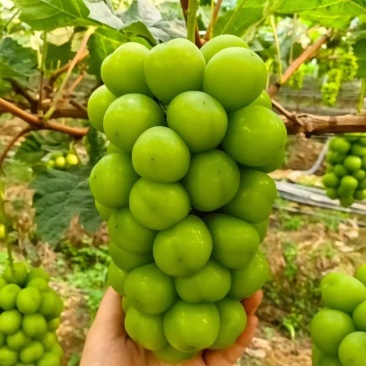 阳光玫瑰一手货源，无子晴王，口感好，冷库现货
