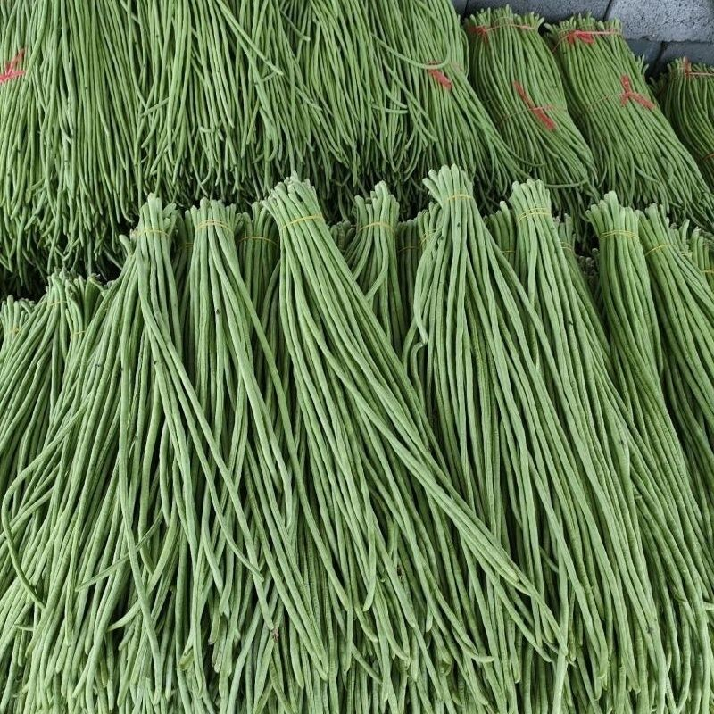 长豆角青条豆角开封发货，以质论价，量大从优豇豆角
