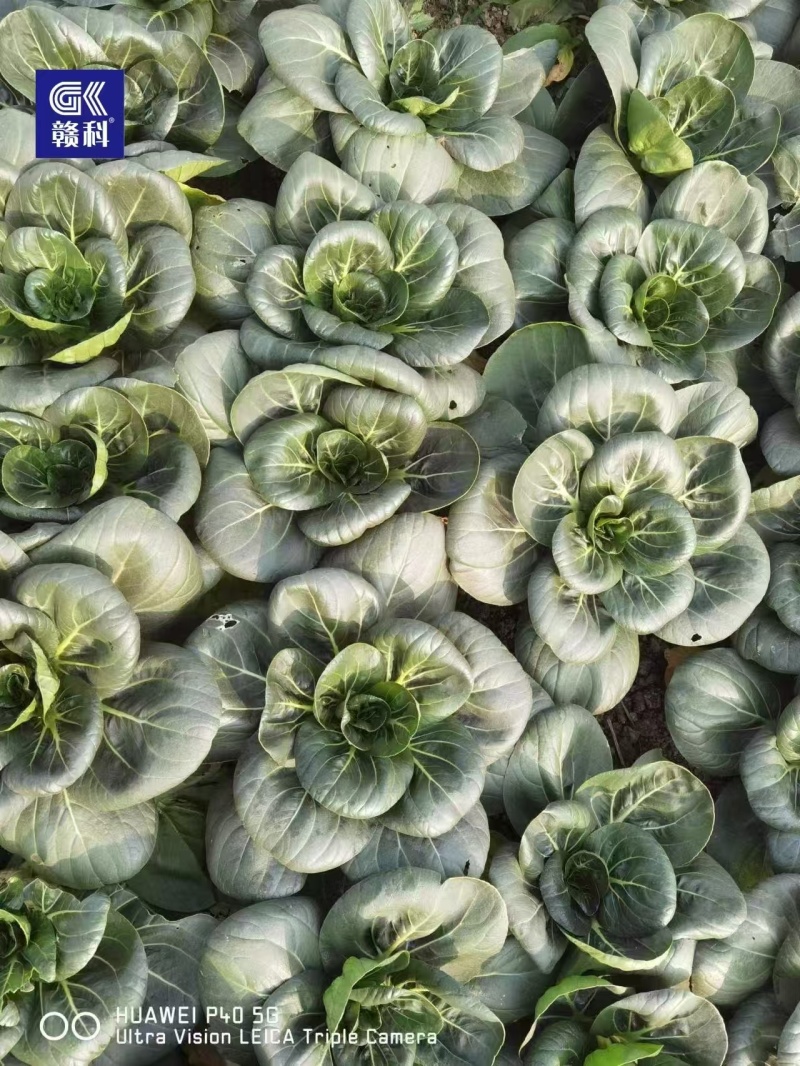 赣科黑甜糯四倍体好吃青菜黑大头全黑正宗各种菜种子