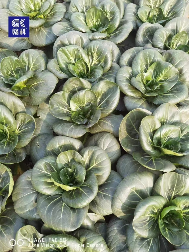 赣科黑甜糯四倍体好吃青菜黑大头全黑正宗各种菜种子