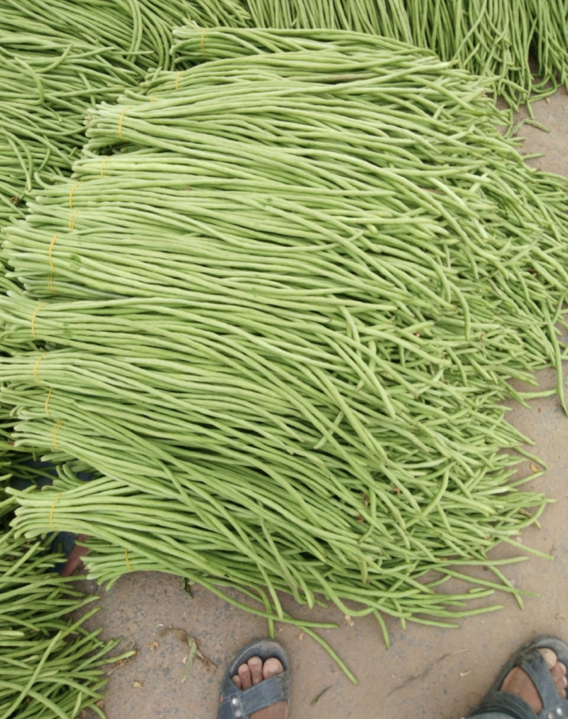 长豆角青条豆角开封发货，以质论价，量大从优豇豆角