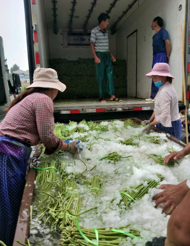长豆角青条豆角开封发货，以质论价，量大从优豇豆角