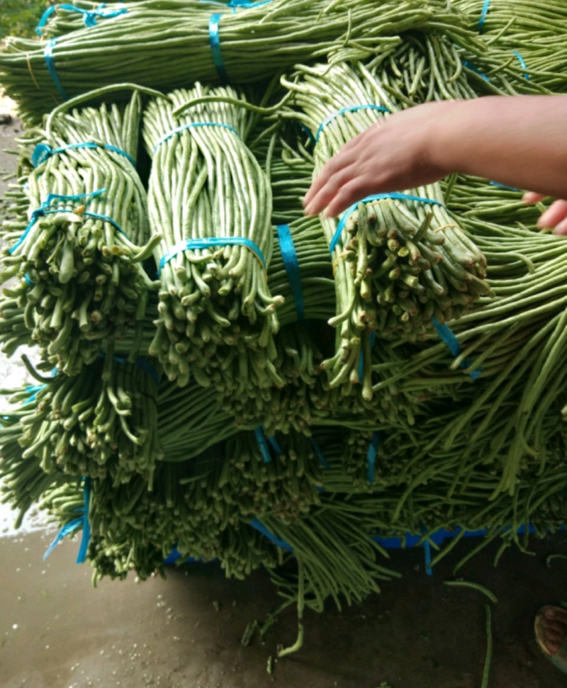 长豆角青条豆角开封发货，以质论价，量大从优豇豆角