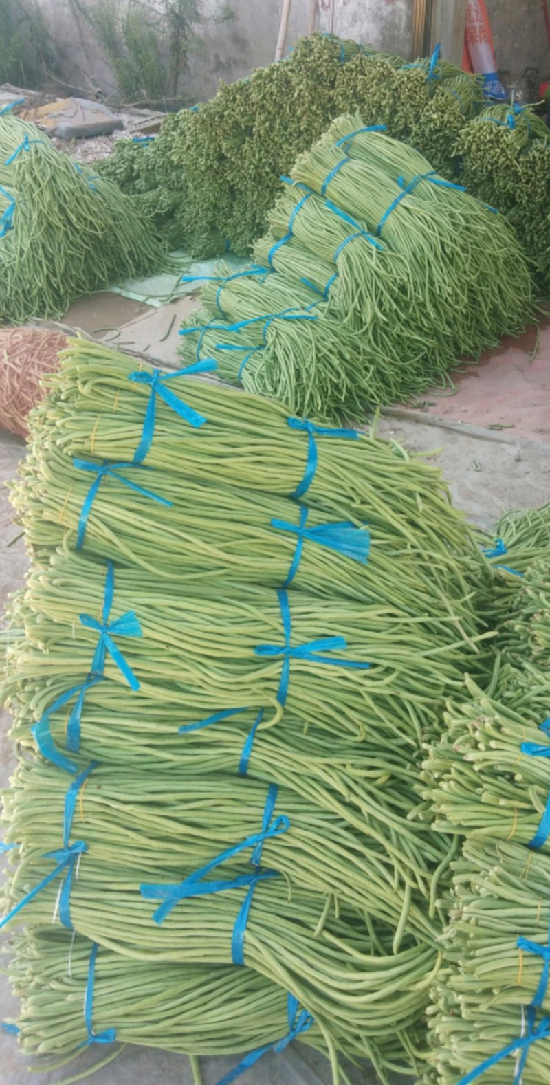 长豆角青条豆角开封发货，以质论价，量大从优豇豆角