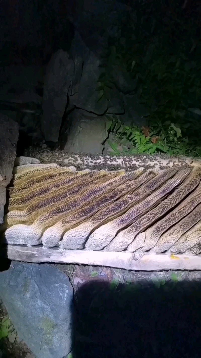陕西正宗土蜂蜜