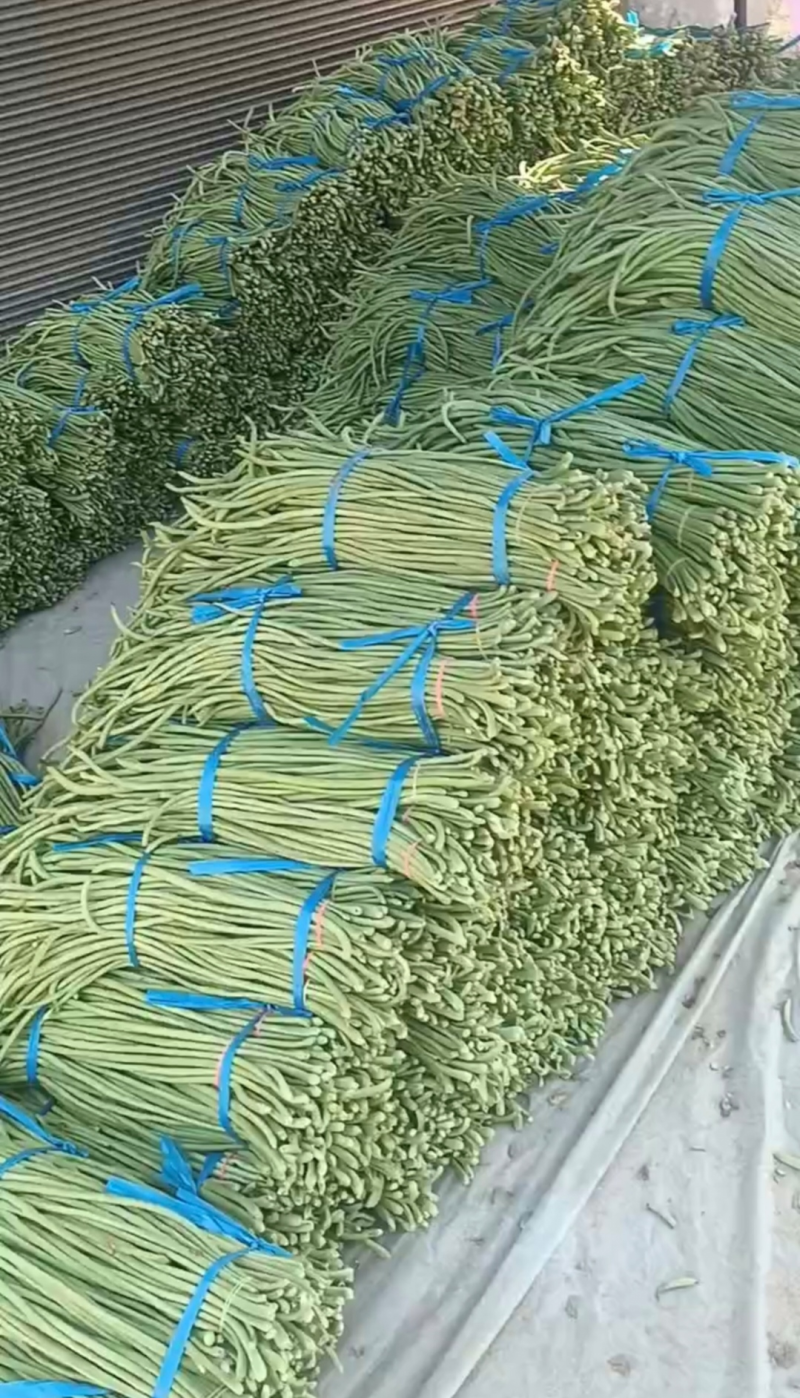 长豆角青条豆角开封发货，以质论价，量大从优豇豆角