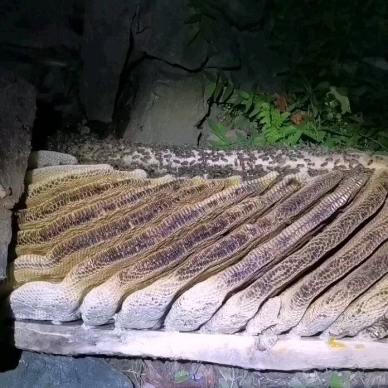 陕西正宗土蜂蜜