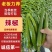 赣辣609精品辣椒,对接全国市场电商尖椒