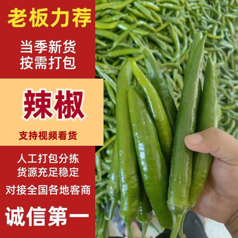赣辣609精品辣椒，对接全国市场电商尖椒